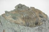 Bargain, Isotelus Trilobite - Mt Orab, Ohio #216683-3